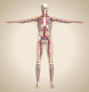 Human (male) circulatory system, nervous system and lymphatic system. Scheme also contain image of the skeleton and body. Vector illustration
